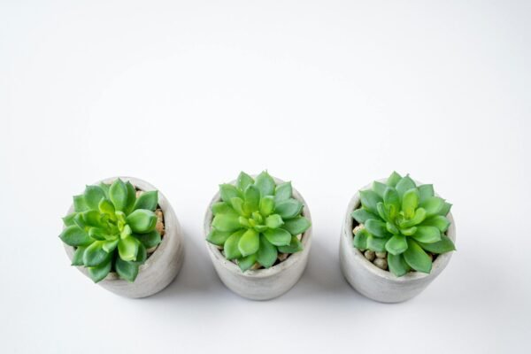 pexels nietjuhart 32092476.jpg